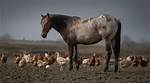 When Horses and Chickens Collide: the Surprising Encounter of Nature